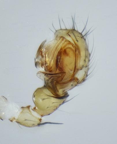Centromerus phoceorum